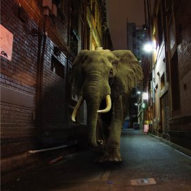 Misty Conditions - D'zzzz [Vinyl, LP]
