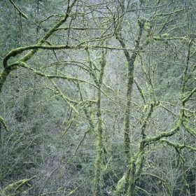 Six Organs Of Admittance - Dust & Chimes [Vinyl, LP]