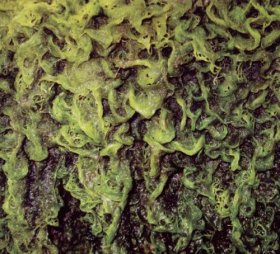 High Places - Vs. Mankind [CD]
